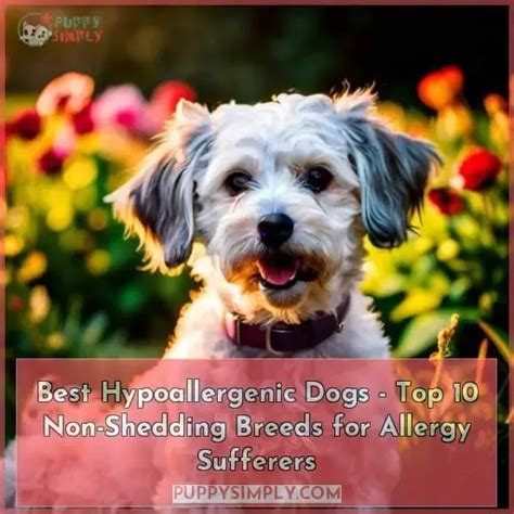 Best Hypoallergenic Dogs - Top 10 Non-Shedding Breeds for Allergy Sufferers