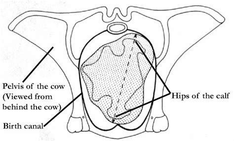 Overview Of Abnormal Calving Problems Vet In Training