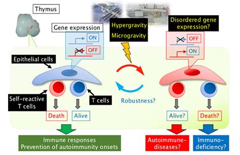 Effects Of Gravity Changes On Thymic Microenvironments Publicly