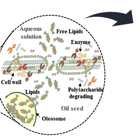 Enzyme Assisted Aqueous Extraction Enzyme Action In The Cell Wall And