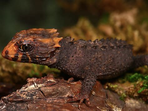 Baby Red Eyed Crocodile Skink For Sale Upriva Reptiles