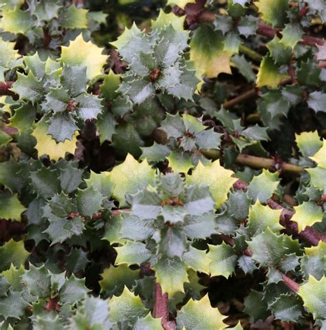 Immergr Ne S Chelblume Emily Brown Ceanothus Gloriosus Emily Brown