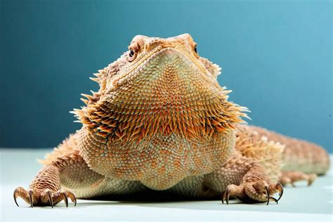 Dragón Barbudo » Características, Alimentación, Hábitat, Reproducción ...