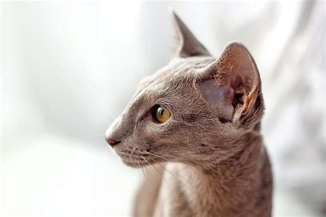 Oriental Shorthair Cat Breed Information Characteristics