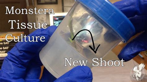 Monstera Tissue Culture How To Propagate Monstera Plant