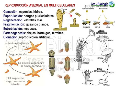 Biología Didáctica Ingeniería Sm Bio 8 Reproducción En Seres Vivos