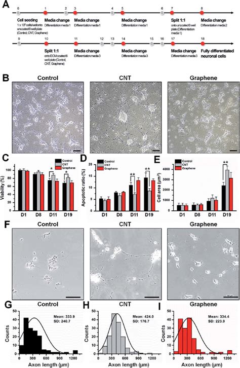 Viability And Morphological Variance Of Differentiated SH SY5Y Cells On