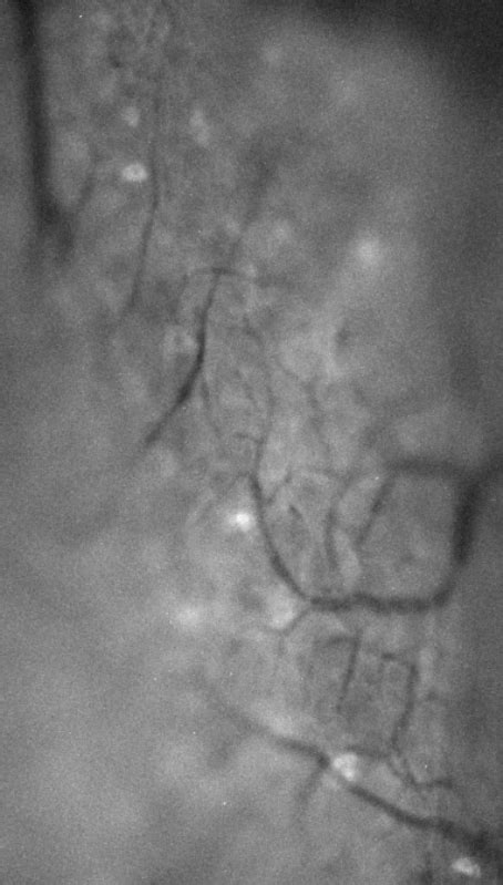 Nanoscan Op Piezo Objective Scanner Queensgate High Speed