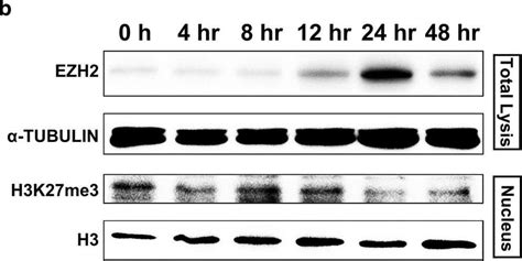 Human Mouse EZH2 Antibody AF4767 R D Systems