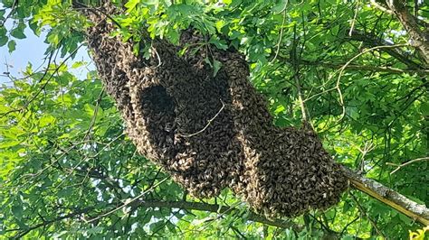 Sa grane u košnicu