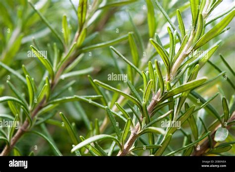 Rosmarinus Officinalis Commonly Known As Rosemary A Beautiful