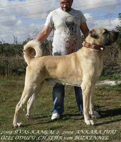 My Mastiff Of Choice Turkish Kangal Livestock Guardian Dog Turkey