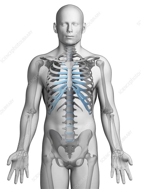 Human Ribcage Illustration Stock Image F010 7144 Science Photo