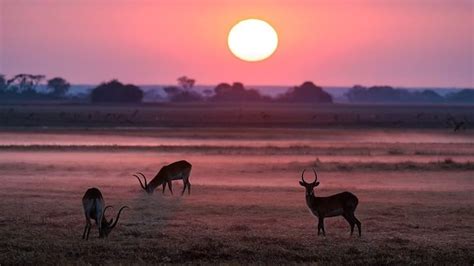 Destino dos Famosos Zâmbia um destino de aventura na África