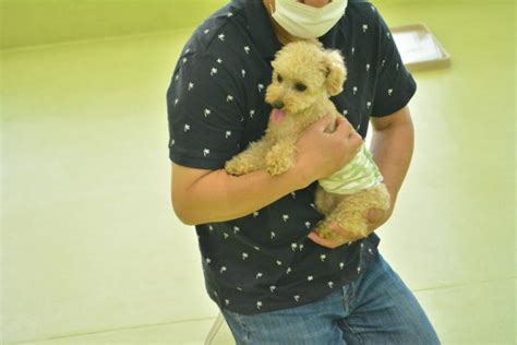 きょうの犬の幼稚園6月13日（月） 犬のしつけ・犬の幼稚園ズットドッグ桶川・上尾・伊奈・北本の犬の幼稚園・犬の一時預かり・ドッグホテル