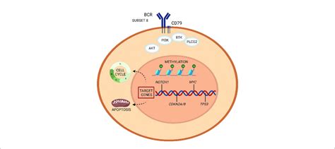 | Richter transformation: intrinsic vulnerabilities and targets for ...