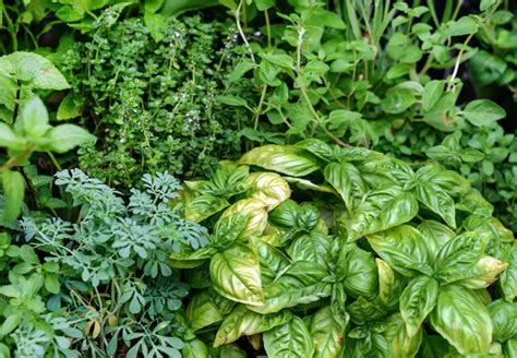 How to Create an Italian Herb Garden – Amaze Vege Garden