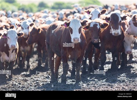 Intensive Farming Cow Hi Res Stock Photography And Images Alamy