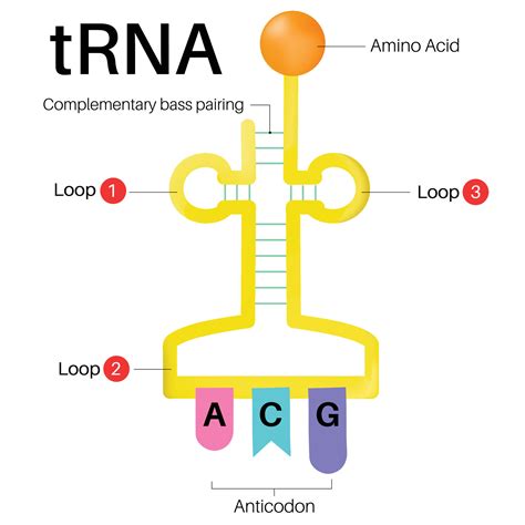 Structure Of Trna Diagram 48074101 Vector Art At Vecteezy