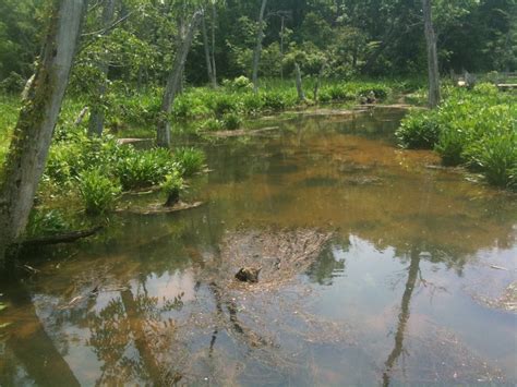 Biome - The Freshwater Wetlands Biome