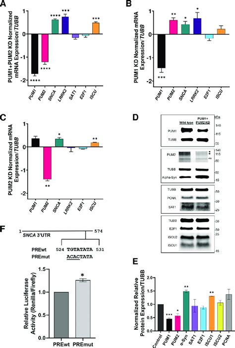 Lrrk2 And Snca Rna And Alpha Synuclein Protein Expression Increase Upon