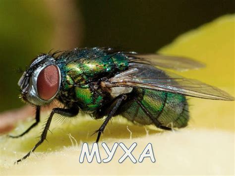 Презентація "Комахи"