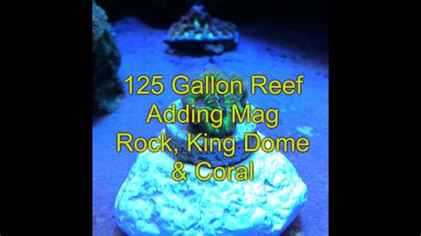 Adding Mag Rock King Dome And New Corals To Reef Tank Reef Tank Youtube