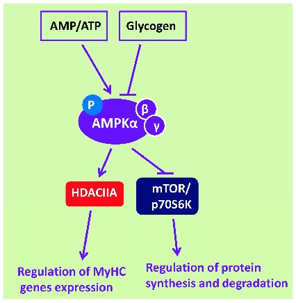 Key Physiological Regulators Of Adenosine Monophosphate Activated