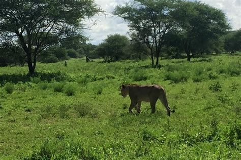 Tripadvisor Tage Safari Tarangire Ngorongoro Krater Und Serengeti