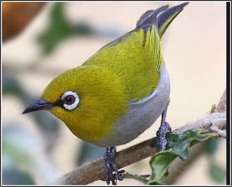 Cara Merawat Burung Pleci Agar Gacor Lantang Fauna ID