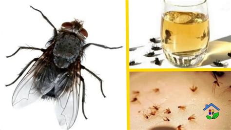 Insect-Free Living: 5 Natural and Budget-Friendly Tricks