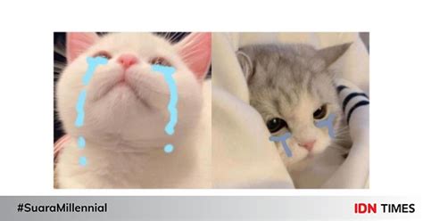 Meme Kucing Nangis Tetapi Imut Siap Wakili Kesedihanmu