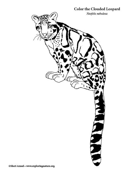 27 Clouded Leopard Coloring Page Ahsenabygale