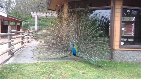 Peacocks At Beacon Hill Park In Victoria Bc Youtube