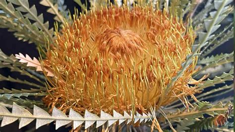 Banksia Formosa Syn Dryandra Formosa Nurseries Online