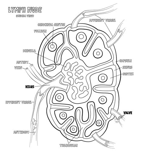 Lymphatic System Drawing At Getdrawings Free Download