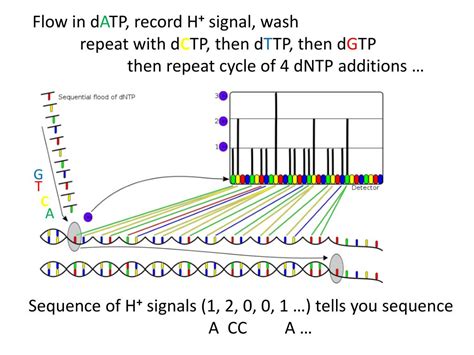 Ppt Dna Sequencing I Historical Method Sanger N Chain Termination