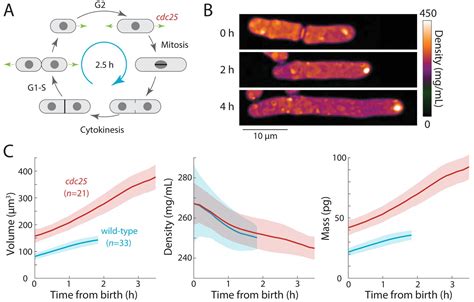 Figures And Data In Variations Of Intracellular Density During The Cell