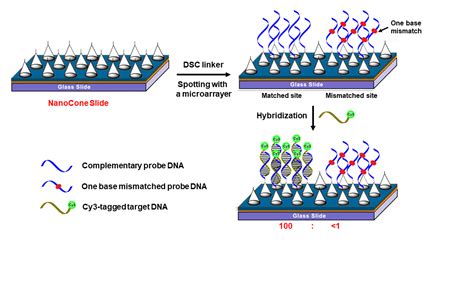 Microarray NB POSTECH