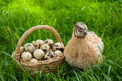 Reasons To Raise Quail Instead Of Ducks Or Chickens How To Get Started