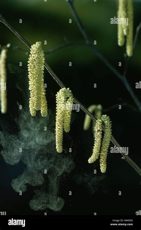 Hazelnut (Corylus avellana) male flowers shedding pollen Stock Photo - Alamy