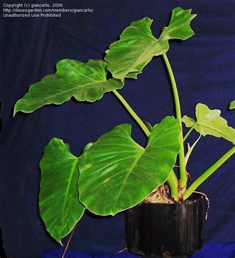 Plantfiles Pictures Philodendron Species Philodendron Lacerum By