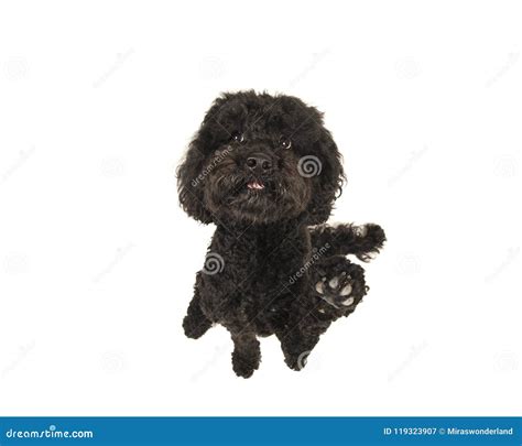 107 Dog Lifting Paw Photos Free And Royalty Free Stock Photos From