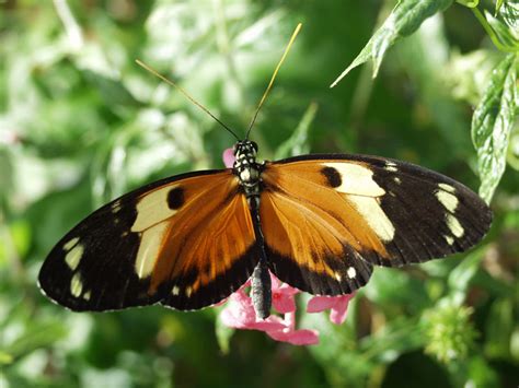 Ismenius Longwing