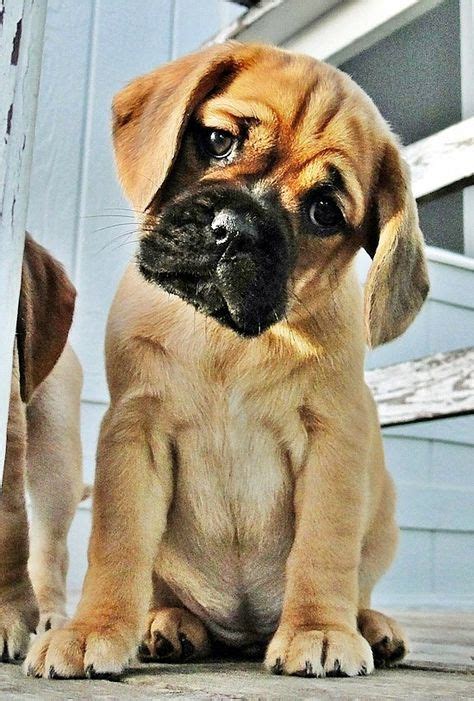 20 Puggles Ideas Puggle Puppies Puggle Puppies