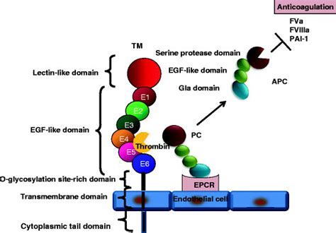 Anticoagulant Function Of Tmapc Tm Thrombomodulin Pc Protein C