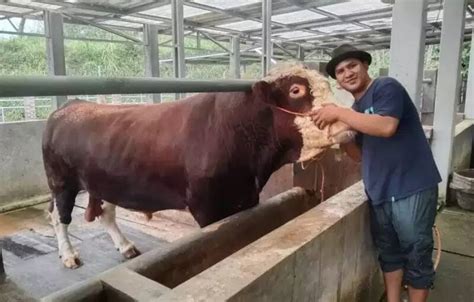 Ini Penampakan Si Raja Sapi Berbobot 1 Ton Pesanan Jokowi Yang Dibeli