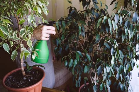 Cuidados Del Ficus Benjamina Huerto En Casa