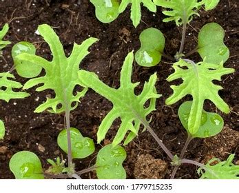 Distinctive Veg Leaves Images Stock Photos Vectors Shutterstock