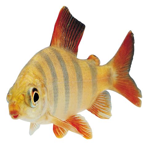 Fish Png 9 Transparent Hq Png Download Freepngimg